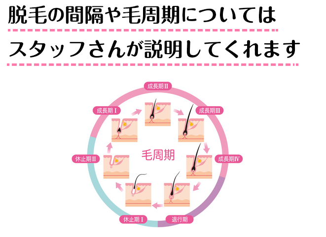 顔の毛周期は身体と違う