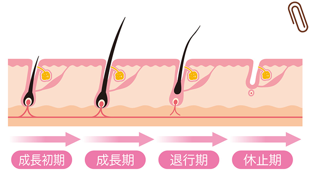 毛が抜け始める期間