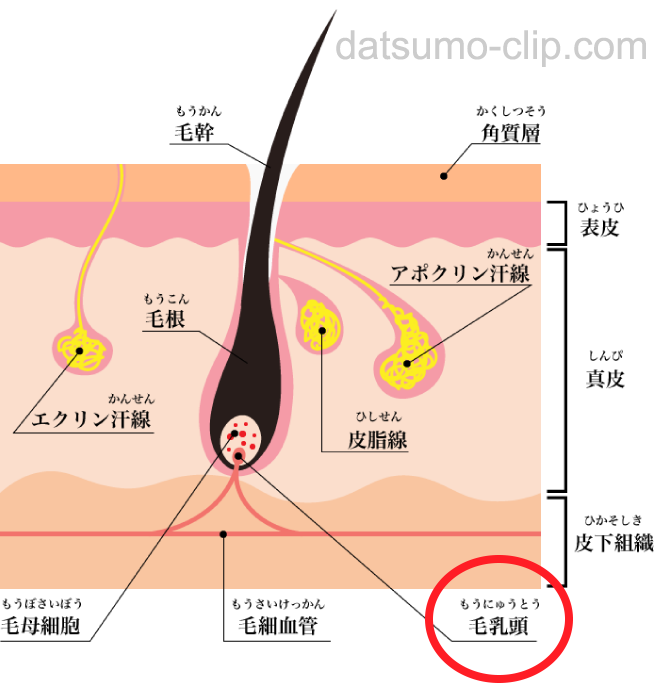 毛乳頭